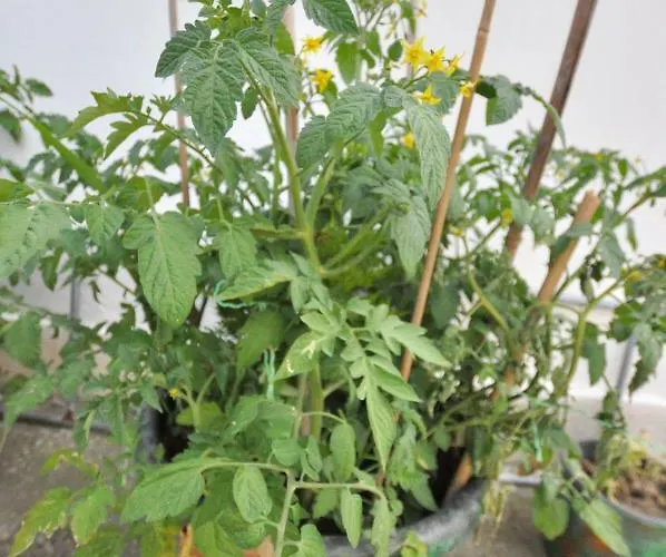 Elite Penzion İmroz